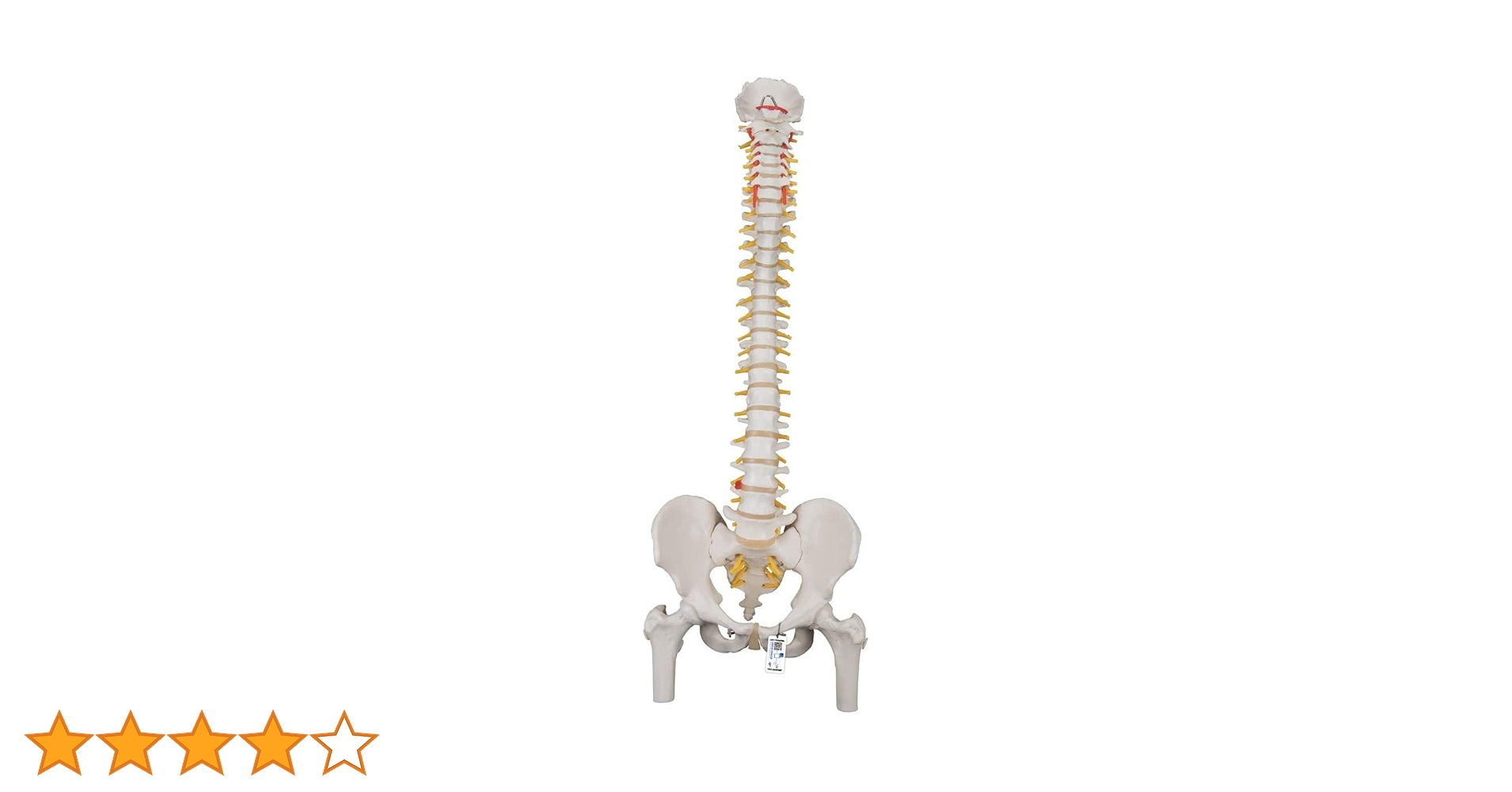 Amazon.co.jp: 脊柱模型 - 脊柱可動型モデル，大腿骨付 - 3B